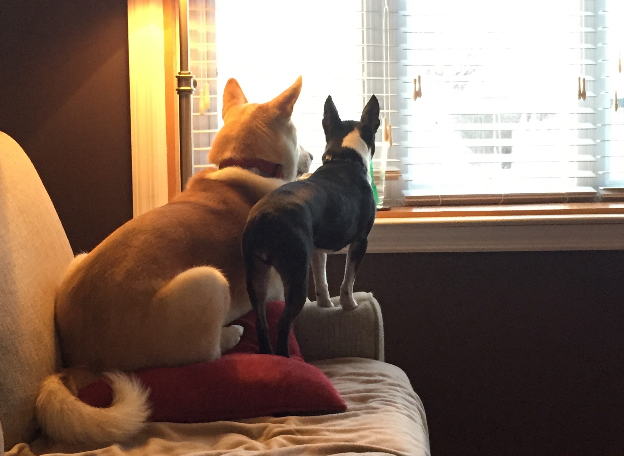Dogs on couch looking out window